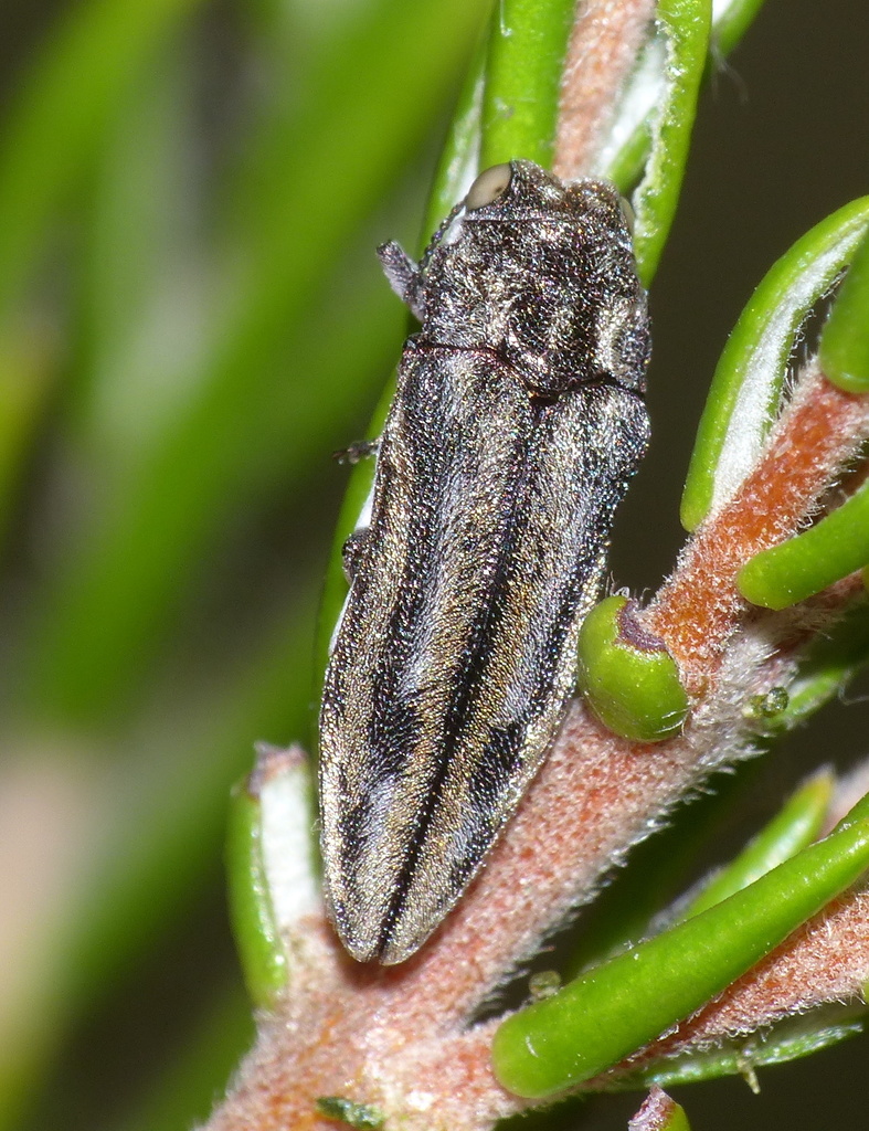 Alissoderus tessellatus