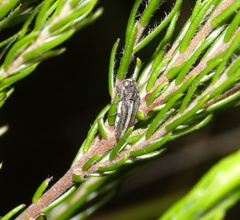 Alissoderus tessellatus