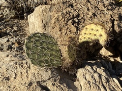 Opuntia arizonica