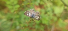 Leptotes plinius