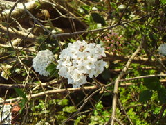 Viburnum × burkwoodii