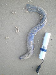 Eptatretus cirrhatus