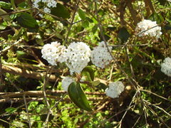 Viburnum × burkwoodii