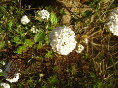 Viburnum × burkwoodii