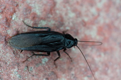 Periplaneta japonica