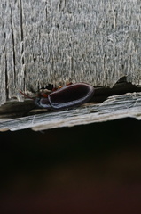Luprops orientalis