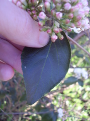 Viburnum × burkwoodii