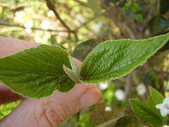 Viburnum × burkwoodii
