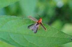 Cantharis soeulensis