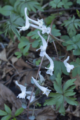 Corydalis caucasica
