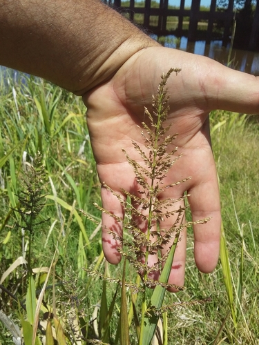 Hymenachne grumosa