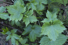 Ranunculus cappadocicus