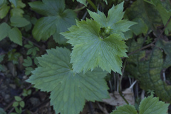 Ranunculus cappadocicus