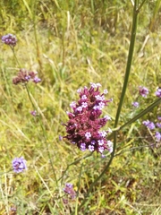 Verbena intermedia