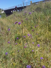 Verbena intermedia