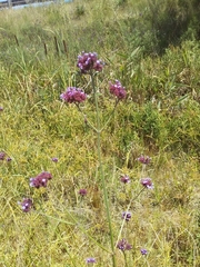Verbena intermedia
