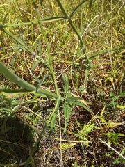 Verbena intermedia