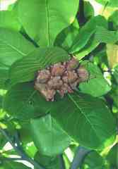 Myotis formosus flavus