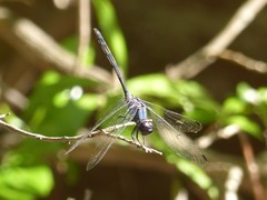 Trithemis aconita
