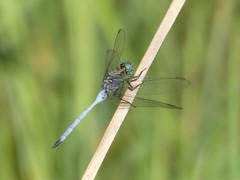 Orthetrum brachiale