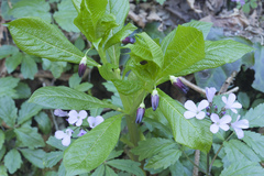 Scopolia caucasica