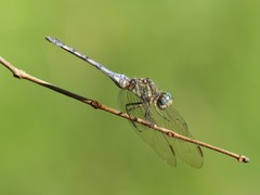 Orthetrum brachiale