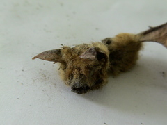Myotis formosus flavus