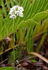 Cynorkis borbonica image