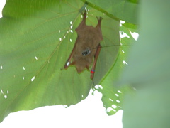 Myotis formosus flavus