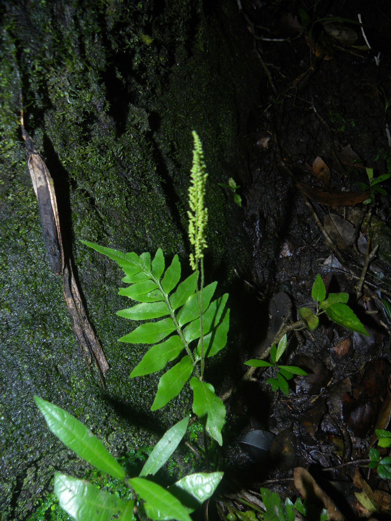 Anemia hirta