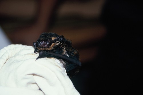 Necklace Sprite (Thainycteris torquata) — Data Deficient Mammalia