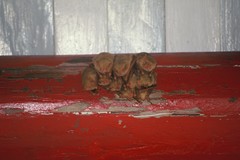 Myotis formosus flavus