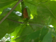 Myotis formosus flavus