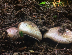 Agaricus subrufescens