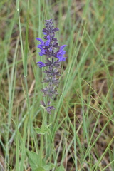 Salvia dumetorum