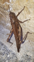 Anacridium aegyptium