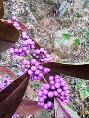 Callicarpa bodinieri