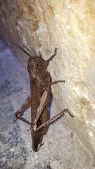 Anacridium aegyptium