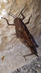 Anacridium aegyptium