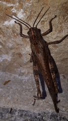 Anacridium aegyptium