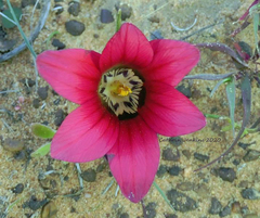 Romulea pudica