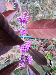 Callicarpa bodinieri