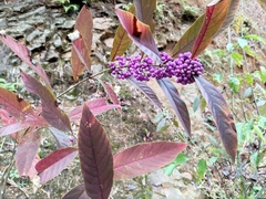 Callicarpa bodinieri