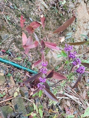Callicarpa bodinieri