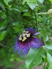 Passiflora cincinnata