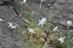 Dianthus acicularis