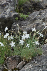 Dianthus acicularis
