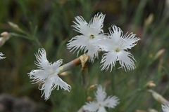 Dianthus acicularis