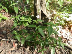 Asystasia gangetica subsp. micrantha image