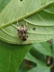 Araneus venatrix